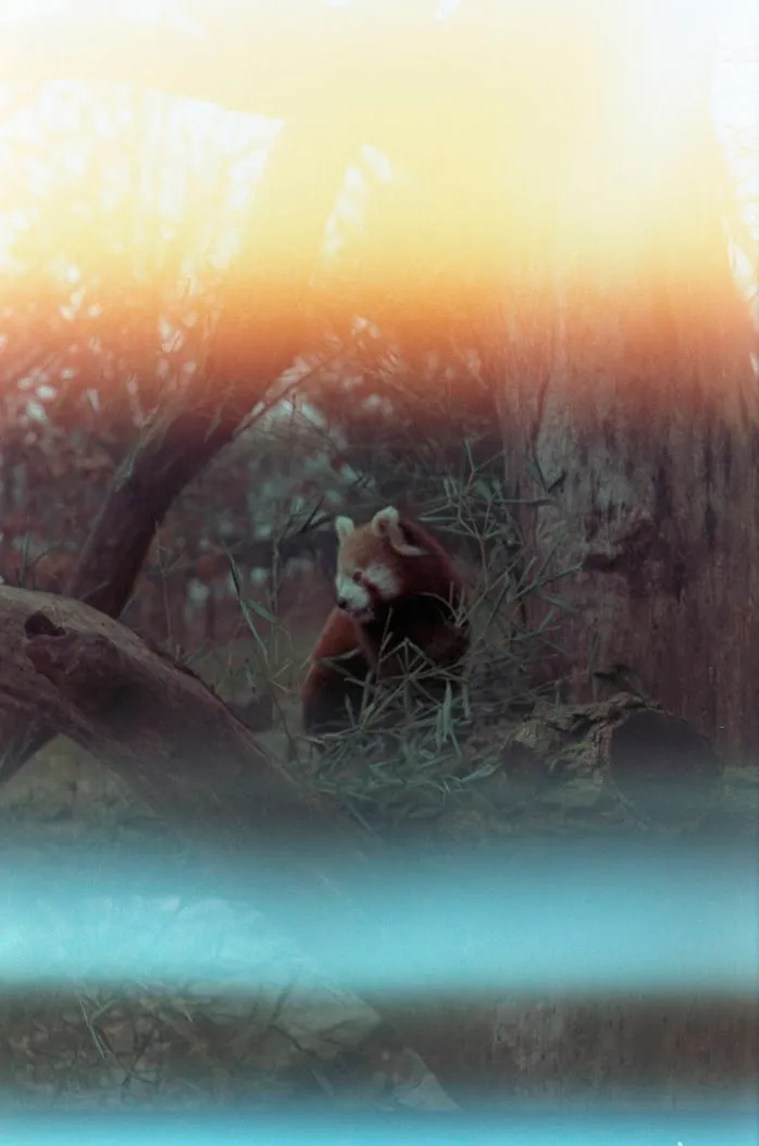 A photo from my collection